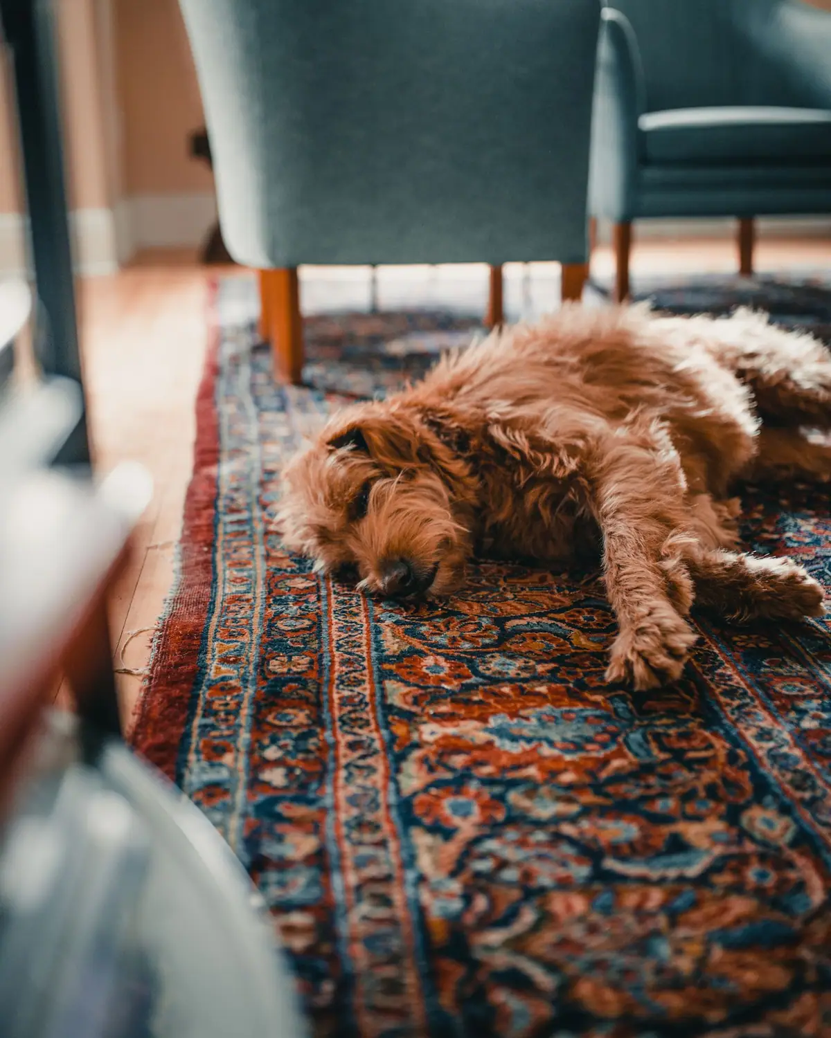 Dog asleep on a red and blue Persian rug in a living room