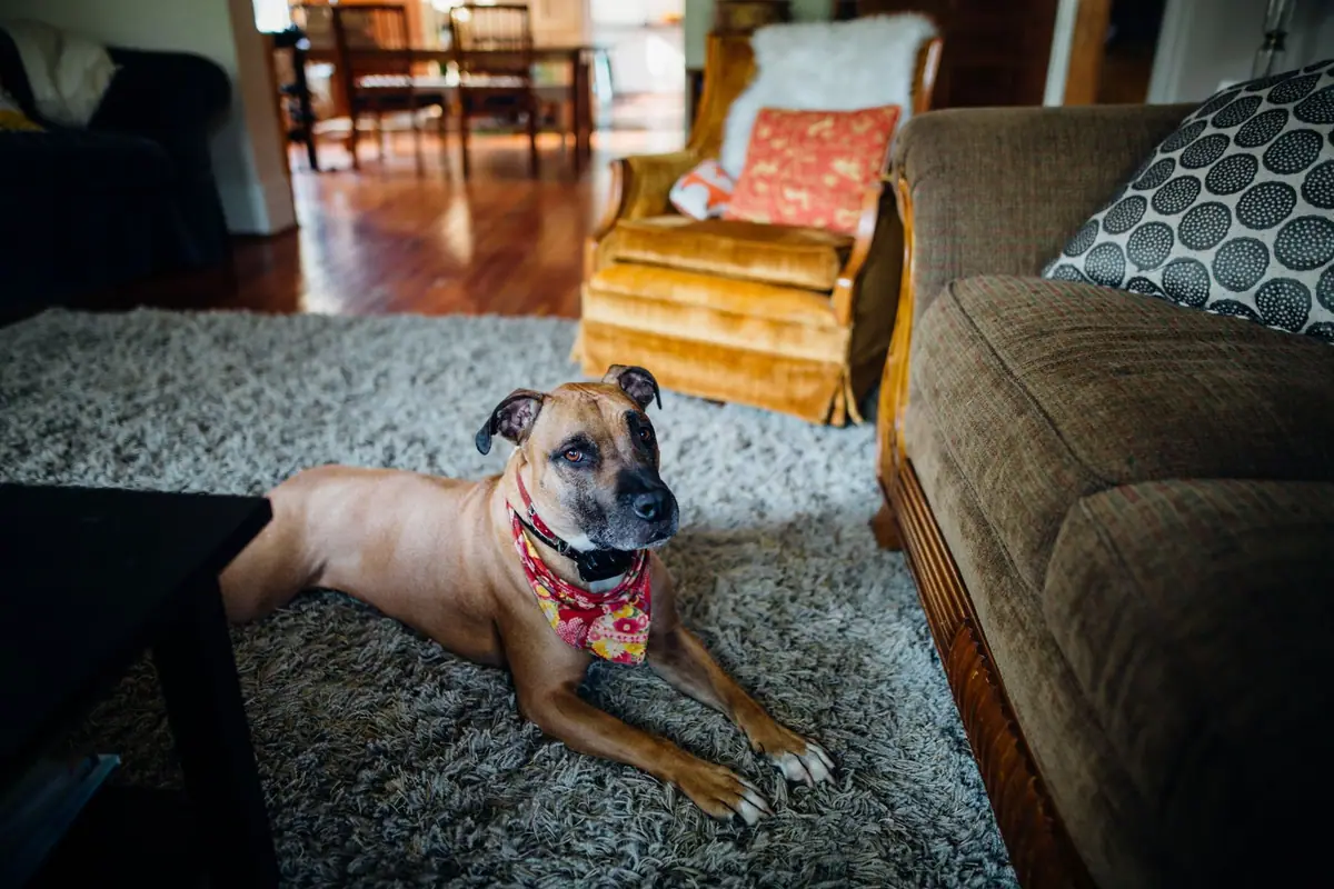 Dog lying on a shag rug in a living room beside a sofa and armchair
