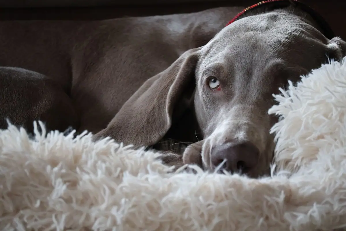 Gray Weimaraner resting on a fluffy cream rug