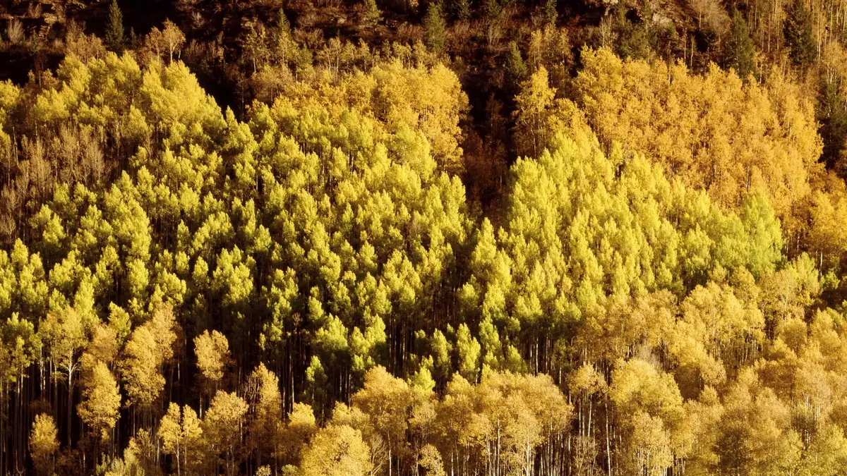 Aspen trees turning gold on a Colorado hillside
